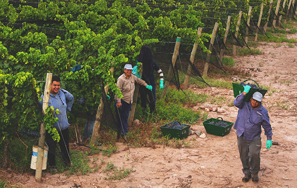 Man Carrying Grapes 2024